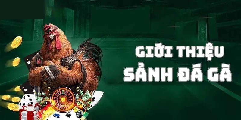 Đôi nét sơ lược về sân chơi đá gà tại V9BET 