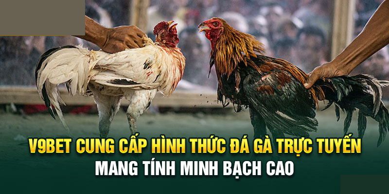 Tổng hợp hình thức cá cược đá gà V9BET đang được ưa chuộng 